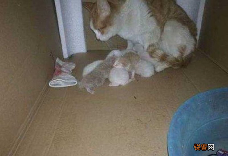 母猫生完第二天出血怎么办