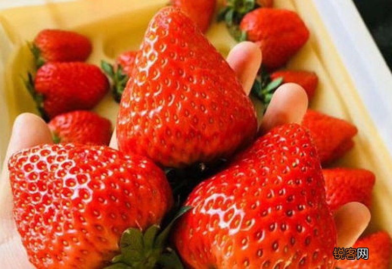 丹东草莓为什么那么大