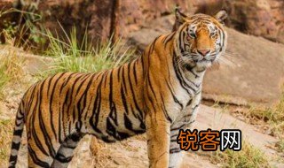 为什么一山不能容二虎 一山不能容二虎是什么意思
