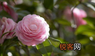 带花的诗句 带花的诗句精选