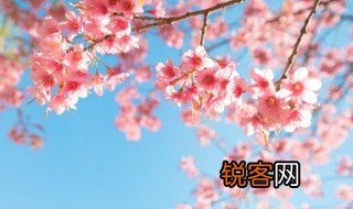 樱花的诗句 樱花的诗句精选