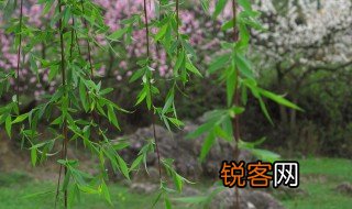 春风拂面杨柳绿的下一句 春风拂面诗句欣赏