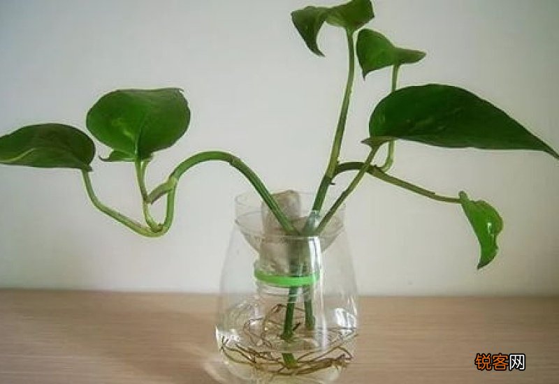 水培朱蕉叶子干枯了怎么办