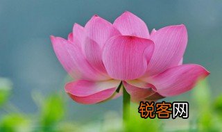 带禅意荷花的诗句大全 带有莲花的经典诗句