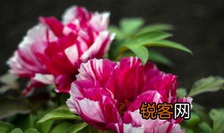 描写牡丹的诗句 描写牡丹的诗句有哪些