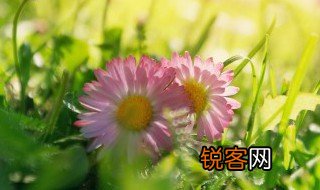 描写春天的诗句古诗 有关描写春天的诗句古诗