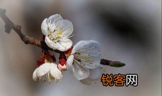 赞美杏花的诗句 赞美杏花的诗句有哪些