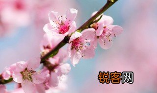 写桃花的诗句 描写桃花的诗句