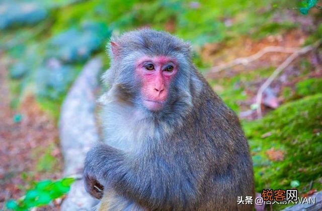 我想买个单反,请问1-2万元的单反哪个性价比高？