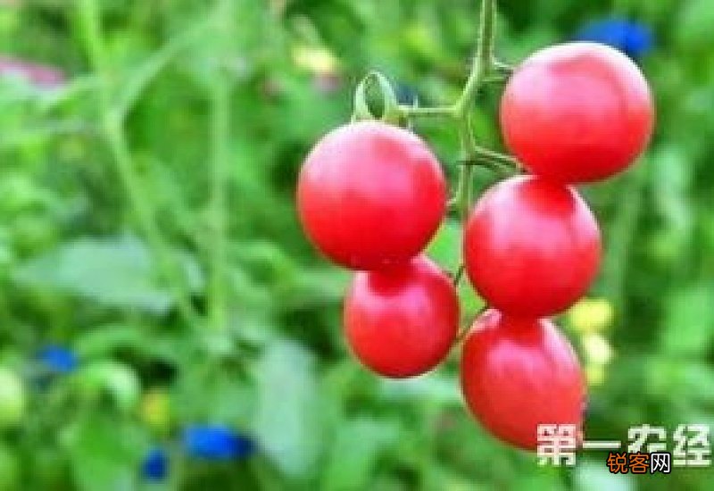 圣女果的种植方法和技术