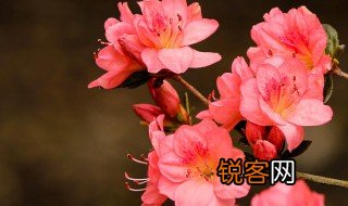 杜鹃花的诗句 描写杜鹃花的诗句