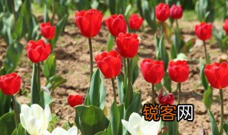 郁金香是哪个国家的花 哪个国家将郁金香视为国花