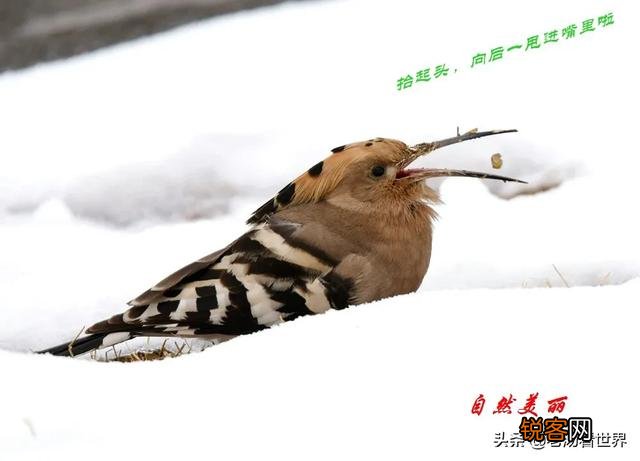 想买长焦拍鸟,尼康300f4D、200-500f5.6哪款好？