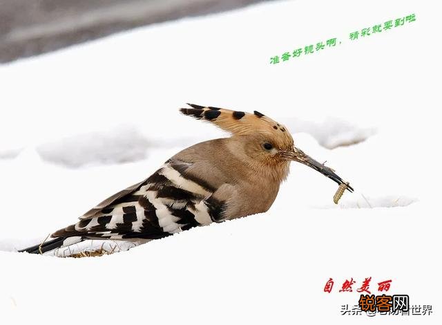 想买长焦拍鸟,尼康300f4D、200-500f5.6哪款好？