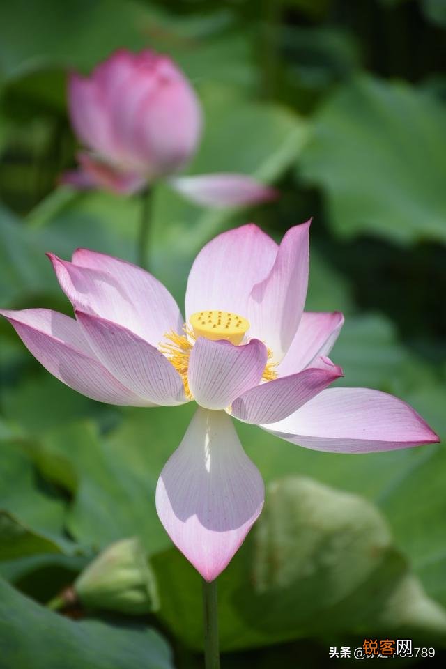 现在尼康的半画幅相机还有啥值得入手的？学生党小白一枚,预算在6000以内,喜拍景？