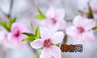 描写桃花的诗句古诗 描写桃花的诗句摘录