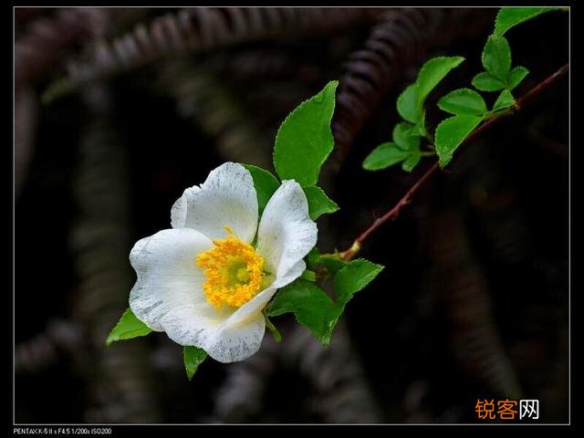 我突然想买个单反相机,主要用来拍风景,有什么适合的单反推荐吗？