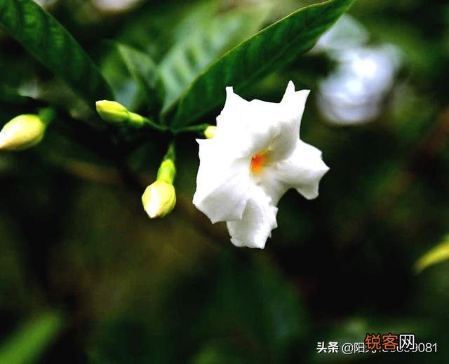 什么品牌的相机功能强、性能好还有较高的使用价值？