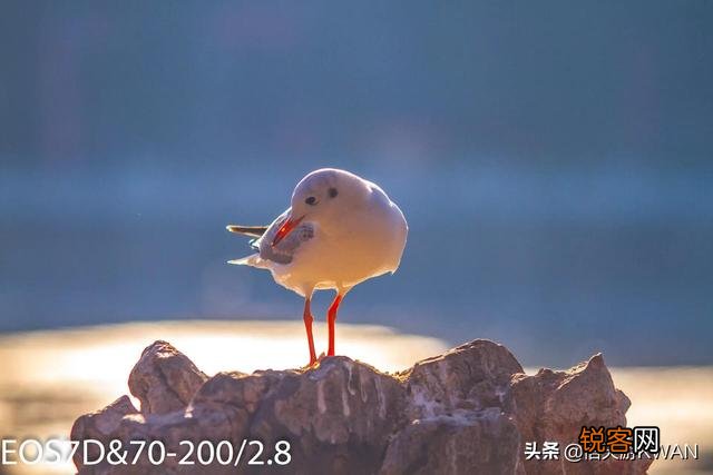 对于业余摄影爱好者,选择什么单反相机好？