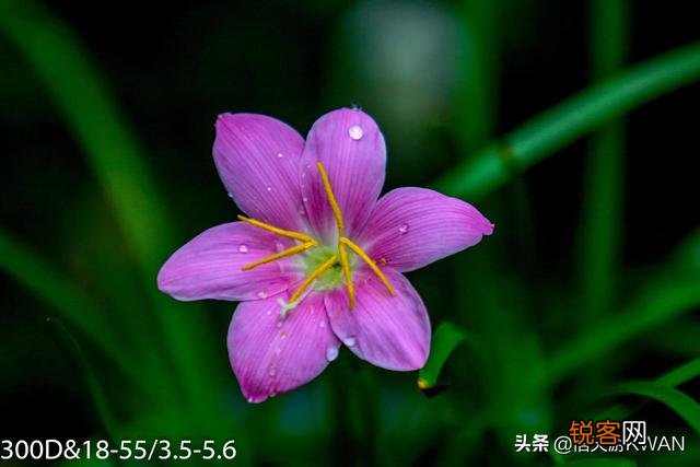 对于业余摄影爱好者,选择什么单反相机好？