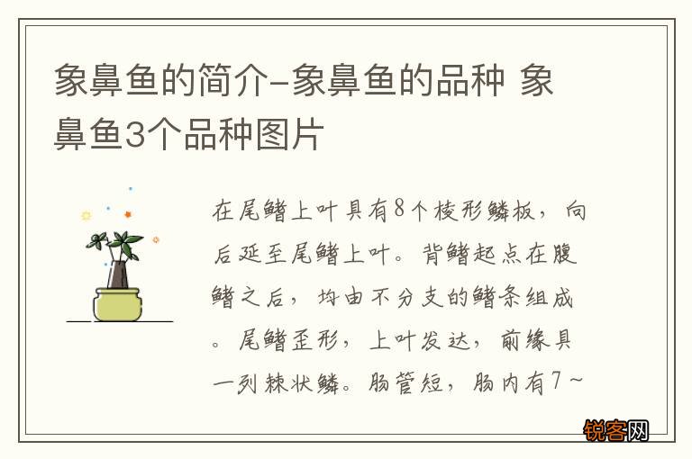 象鼻鱼的简介-象鼻鱼的品种 象鼻鱼3个品种图片