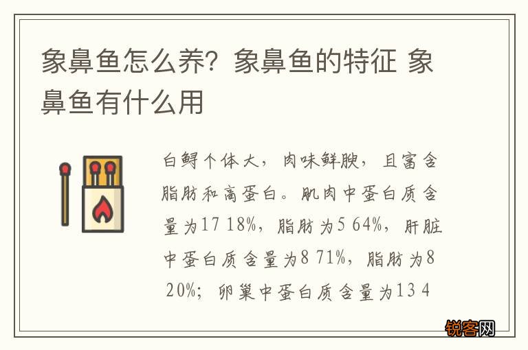 象鼻鱼怎么养？象鼻鱼的特征 象鼻鱼有什么用