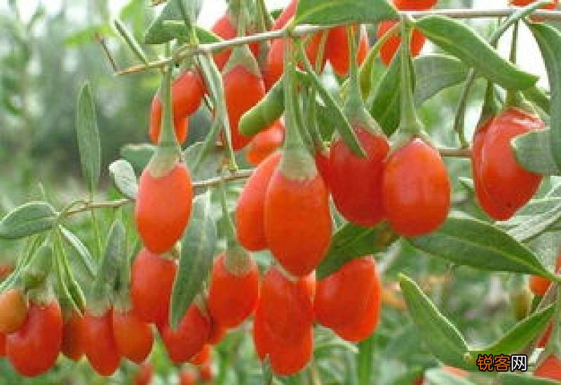 枸杞开花结果时间
