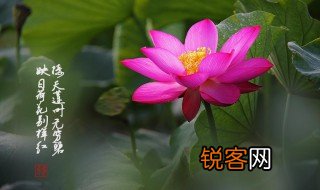 夏的诗句 有关夏季的诗句分享