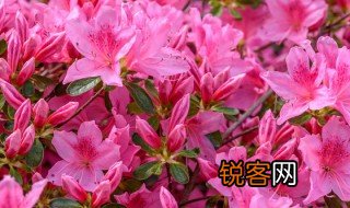 描写杜鹃花的诗句 有关杜鹃花的古人诗句分享