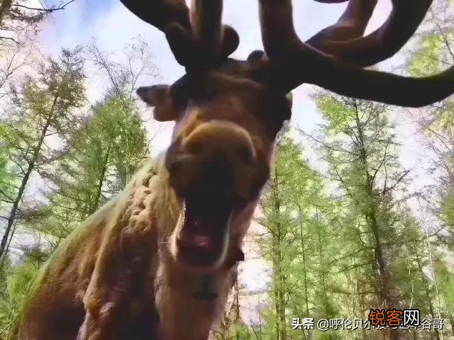 想买一台国产单反相机,有什么好的可以推荐一下吗？