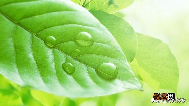 拍摄微距摄影,哪种单反相机比较好？