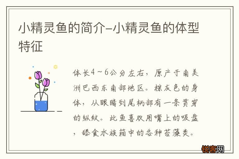 小精灵鱼的简介-小精灵鱼的体型特征