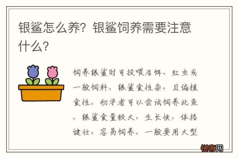 银鲨怎么养？银鲨饲养需要注意什么？
