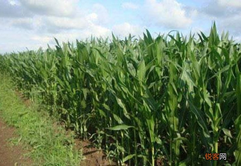 玉米生长期多少天能收