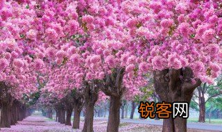 赞美樱花的诗句 赞美樱花的古代诗句分享