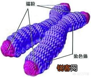 清代活了两百岁的寿星李庆远,科学家怎么解释？是否历史上真的有这样的人？