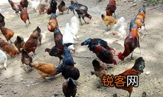 草鸡是什么意思 草鸡如何解释