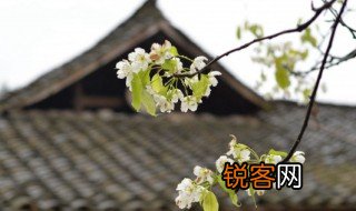 关于清明的诗句古诗 关于清明的诗句古诗有哪些