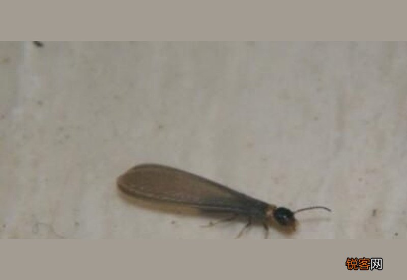 屋里有小飞虫怎么消灭