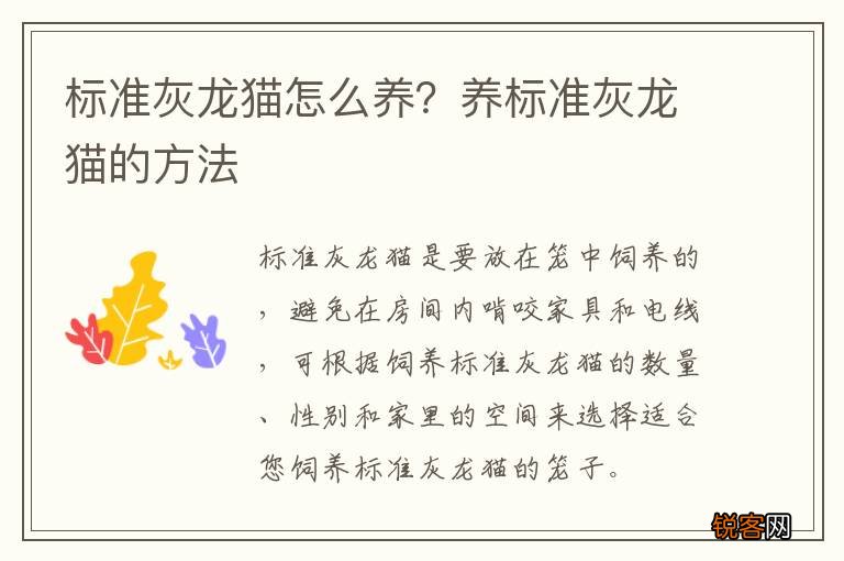 标准灰龙猫怎么养？养标准灰龙猫的方法