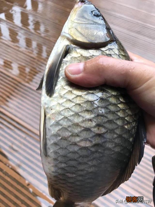 户外钓鱼直播怎么做？