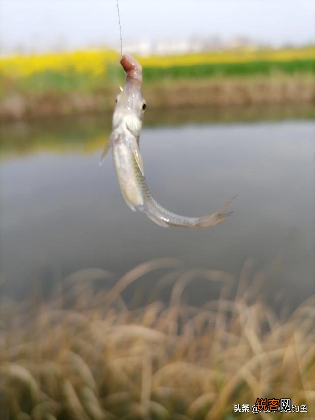 户外钓鱼直播怎么做？