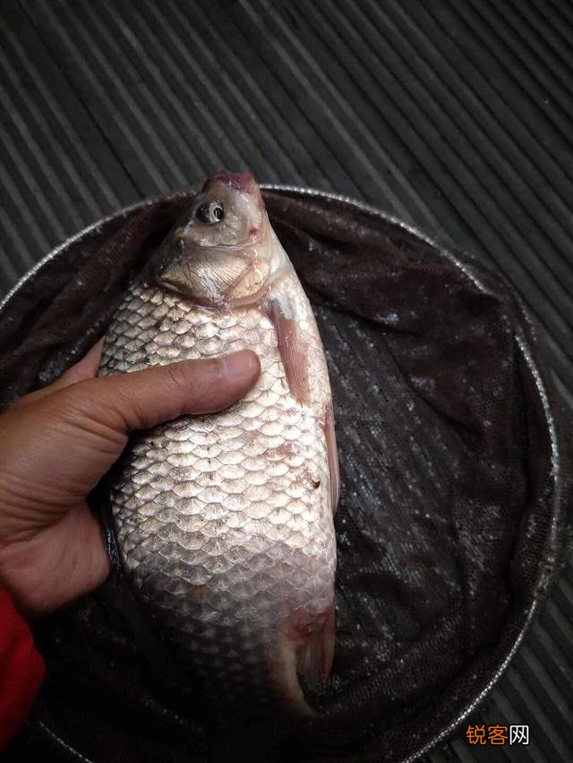 户外钓鱼直播怎么做？