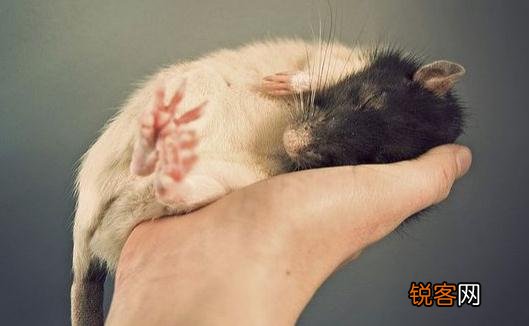 花枝鼠的简介-花枝鼠的价格，花枝鼠花色价格