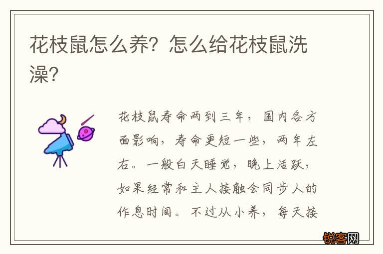 花枝鼠怎么养？怎么给花枝鼠洗澡？