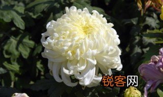 关于重阳节的古诗有哪些 关于重阳节的古诗欣赏
