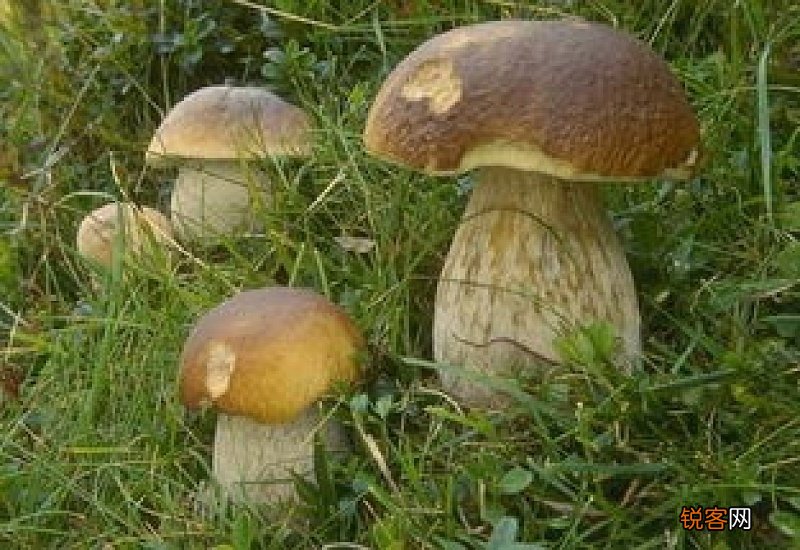 蘑菇发黑能吃吗?