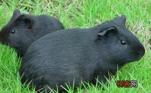 芒鼠怎么养？养芒鼠的效益，