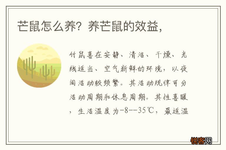 芒鼠怎么养？养芒鼠的效益，