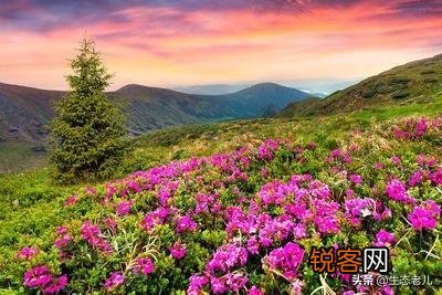前妻的母亲去世了,我该去吊唁吗？